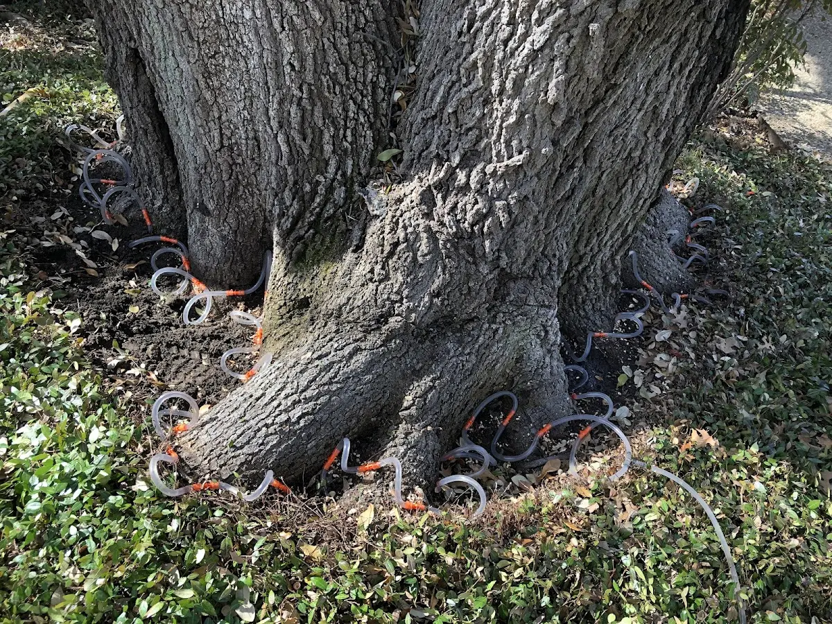 Detailed Tree Cabling and Bracing job site in Mc Gee