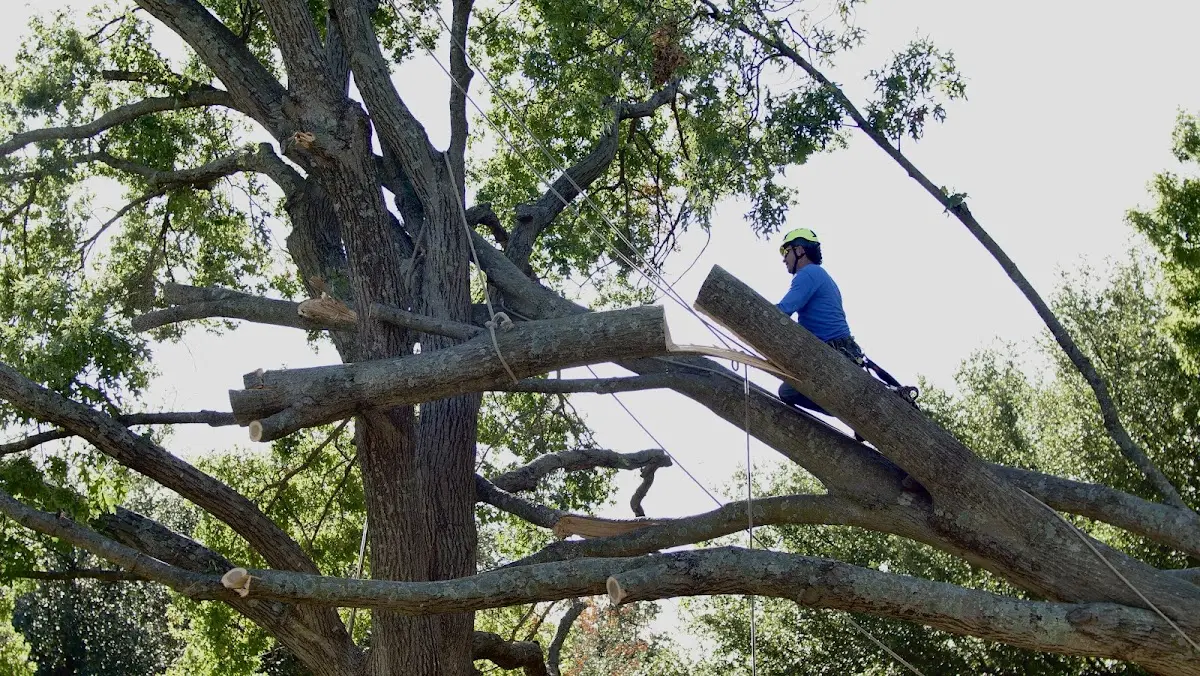 Professional Crown Thinning performed by certified arborists in Mc Gee