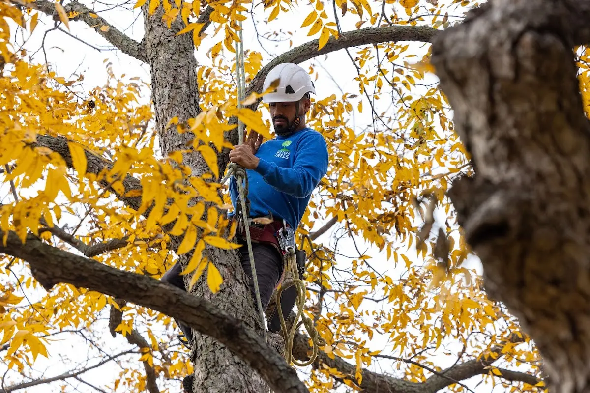 Skilled Tree Pruning crew working in Mc Gee